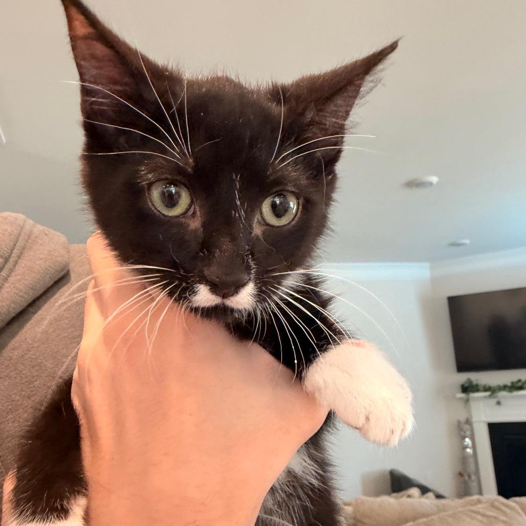 Enlarge Fig, a Adoptable Domestic Short Hair in Inman, SC image 1/1