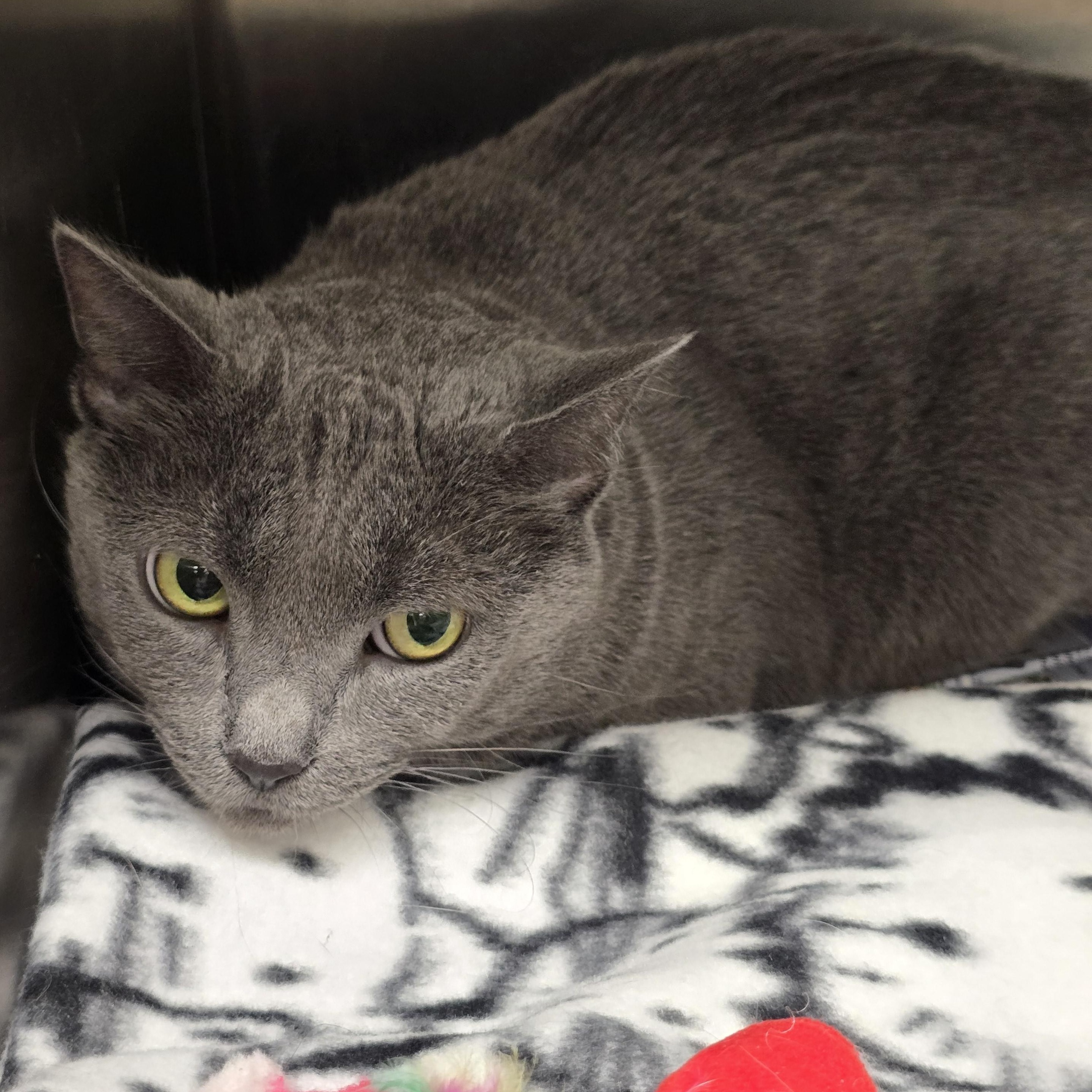 Suza, ADOPTABLE, Adult Female Domestic Short Hair.