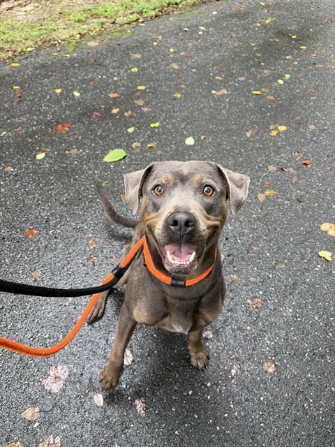 RYDER, Adoptable, Adult Male Mixed Breed.