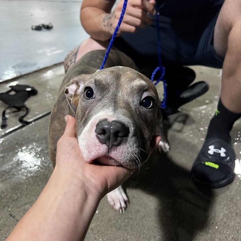 Benny, Adoptable, Puppy Male Pit Bull Terrier & Mixed Breed.