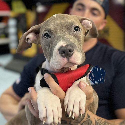 Enlarge Benny, a Adoptable mixed breed in Hobe Sound, FL image 2/4
