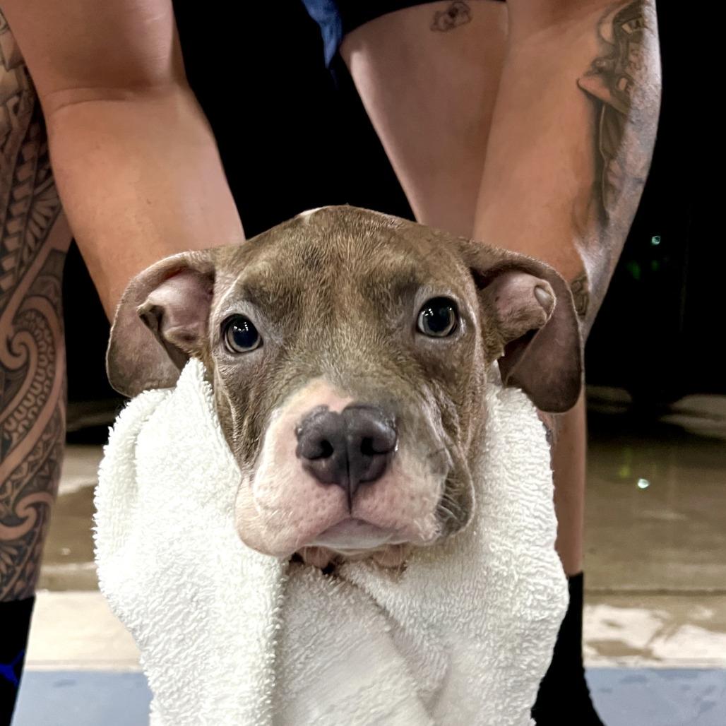 Enlarge Benny, a Adoptable mixed breed in Hobe Sound, FL image 4/4