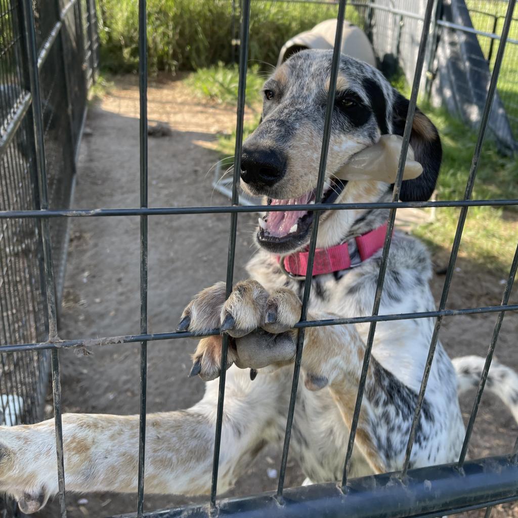 Enlarge Georgia (Gigi), a Adoptable Australian Cattle Dog / Blue Heeler in Shiner, TX image 1/5