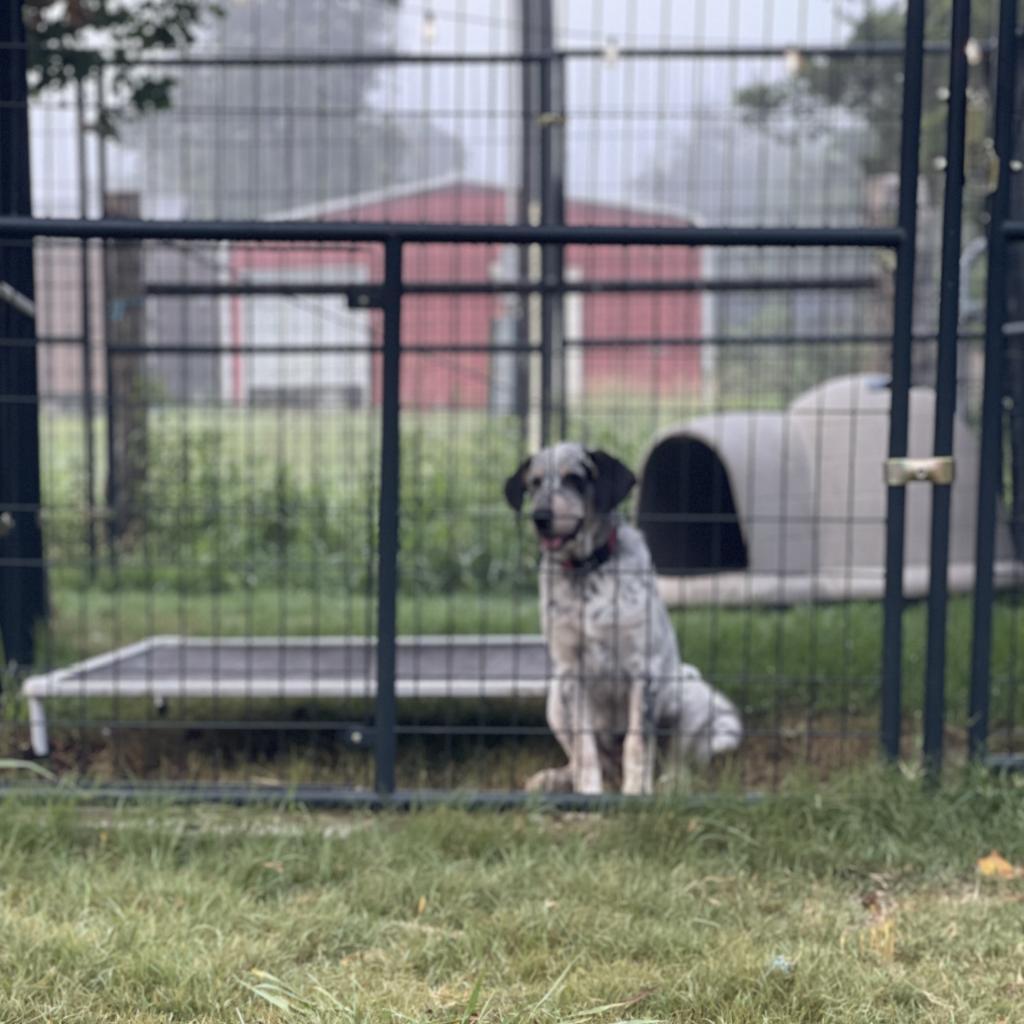 Enlarge Georgia (Gigi), a Adoptable Australian Cattle Dog / Blue Heeler in Shiner, TX image 2/5