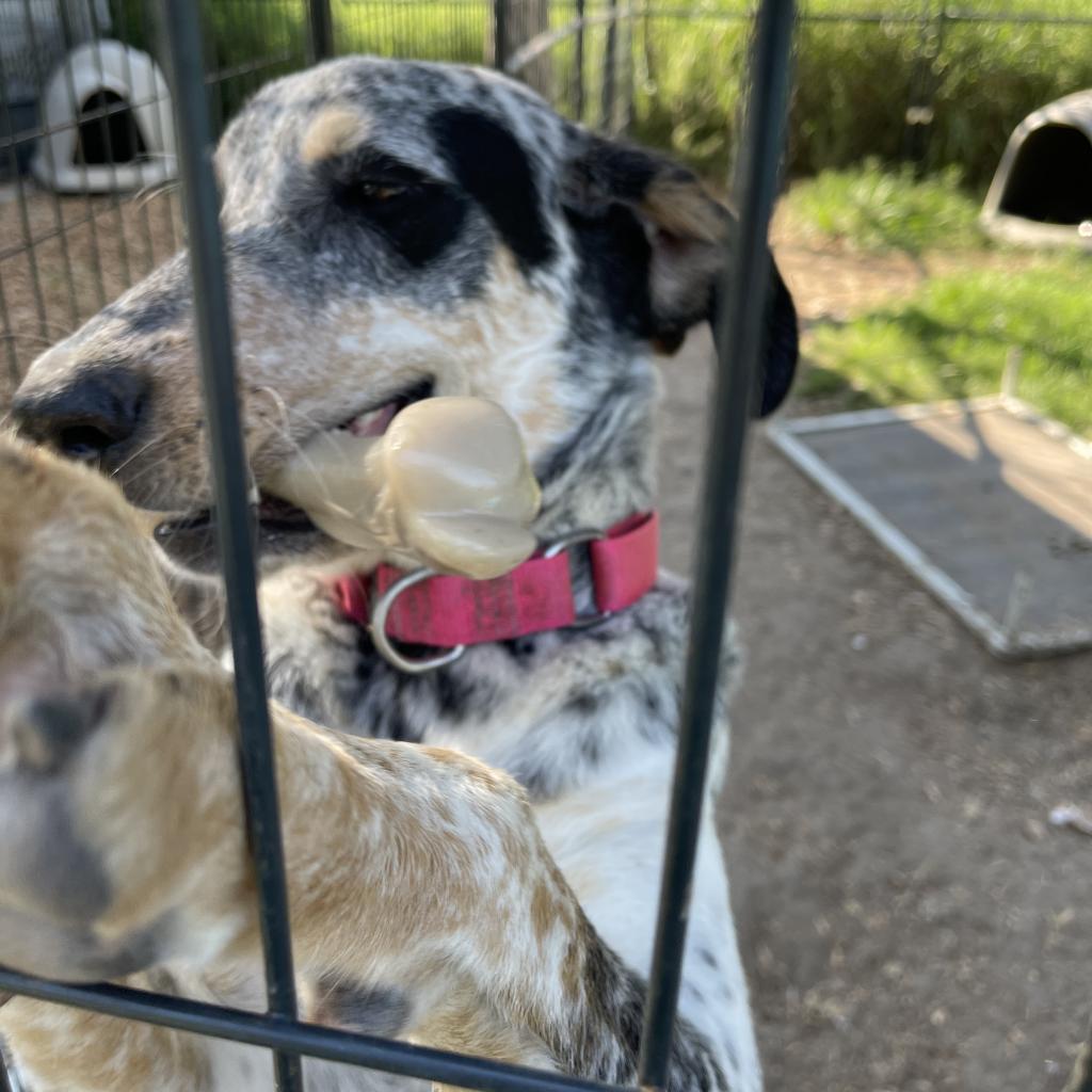 Enlarge Georgia (Gigi), a Adoptable Australian Cattle Dog / Blue Heeler in Shiner, TX image 3/5