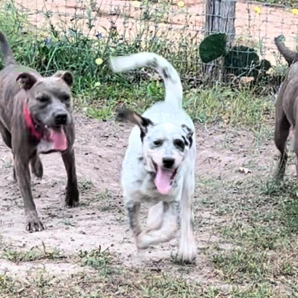 Enlarge Georgia (Gigi), a Adoptable Australian Cattle Dog / Blue Heeler in Shiner, TX image 4/5
