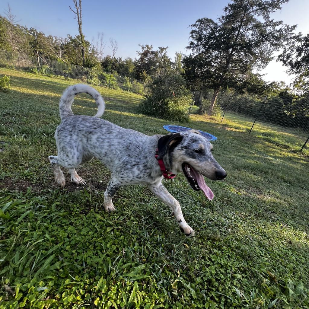Enlarge Georgia (Gigi), a Adoptable Australian Cattle Dog / Blue Heeler in Shiner, TX image 5/5