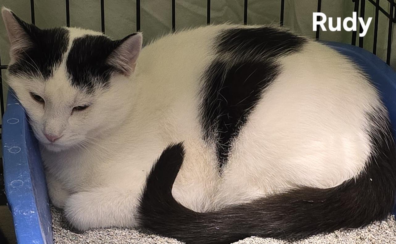 Rudy, ADOPTABLE, Young Male Domestic Short Hair.