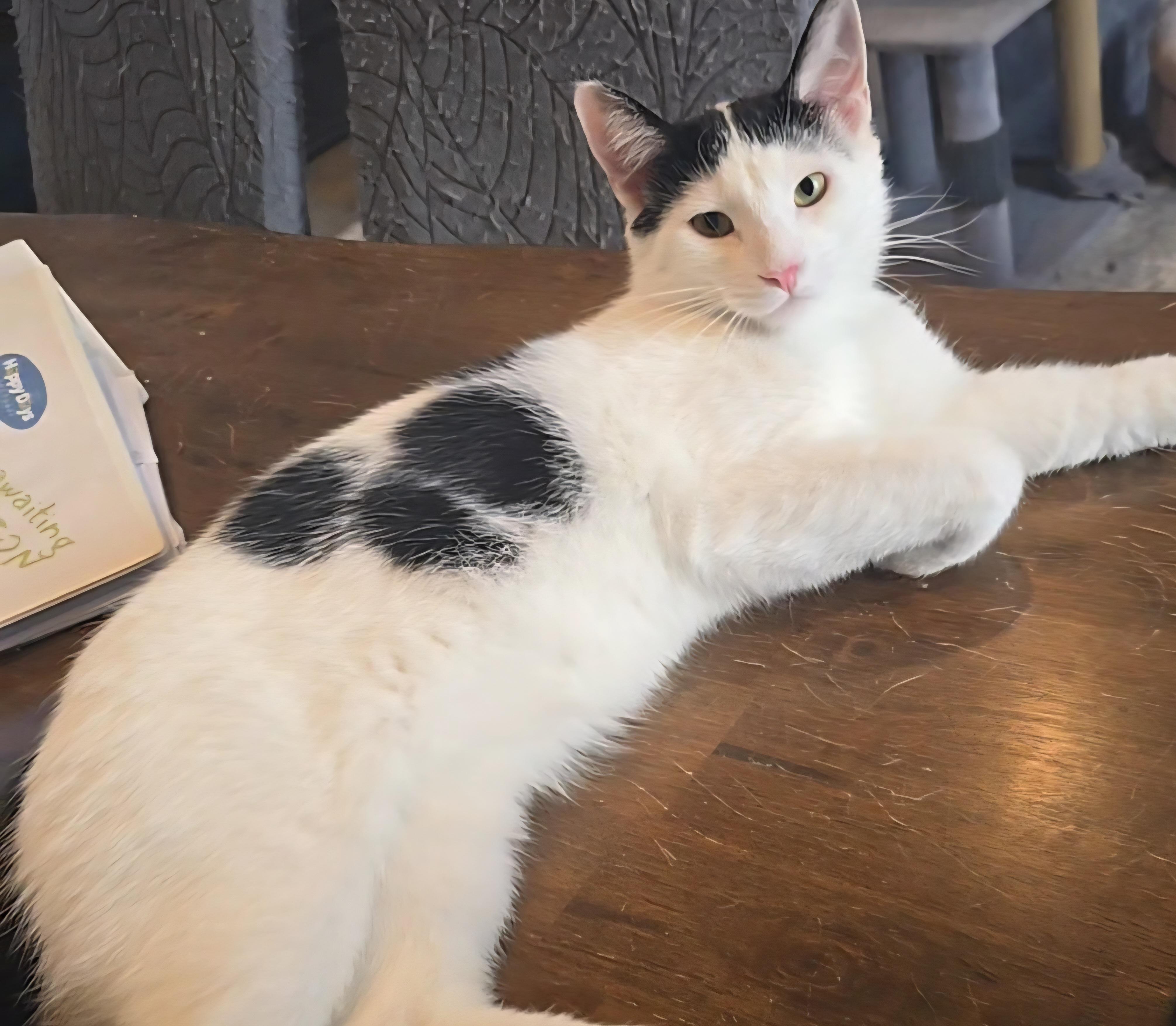 Rudy, ADOPTABLE, Young Male Domestic Short Hair.