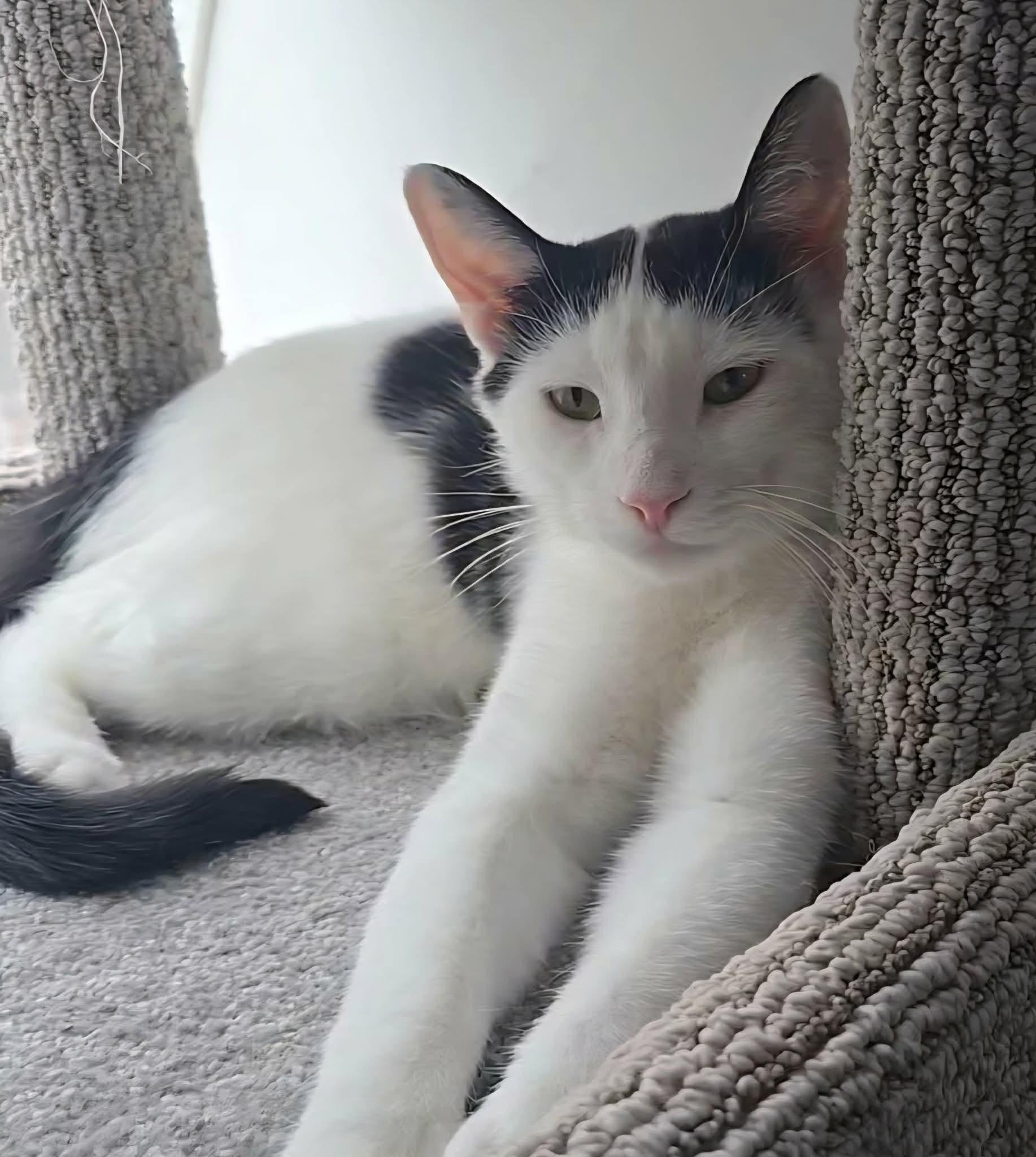 Rudy, a ADOPTABLE Domestic Short Hair in Stevensville, ON image 2/2