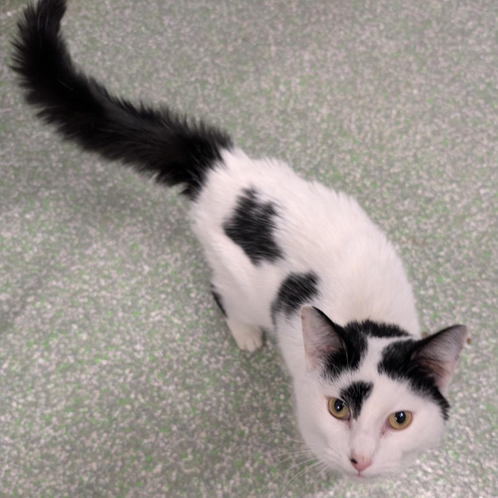 Moo Moo, Adoptable, Young Male Domestic Short Hair.