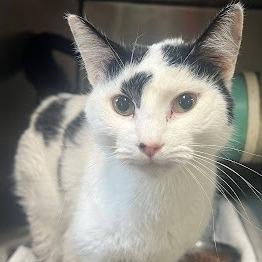 Moo Moo, a Adoptable Domestic Short Hair in Calverton, NY image 2/3