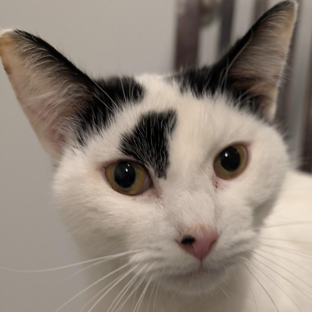 Moo Moo, a Adoptable Domestic Short Hair in Calverton, NY image 3/3