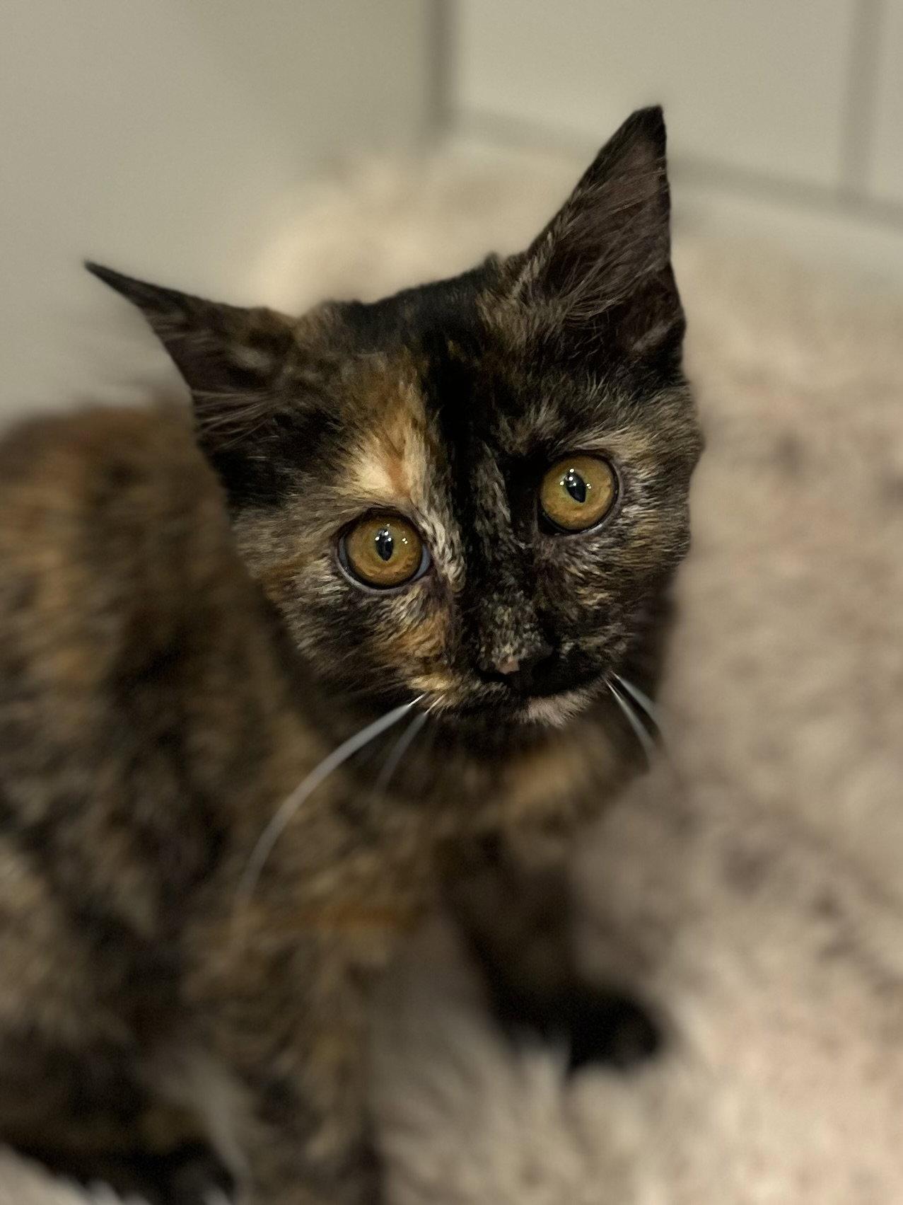 Alice - SEE ME @ PETCO 10/3!, Adoptable, Kitten Female Domestic Long Hair & Tortoiseshell.