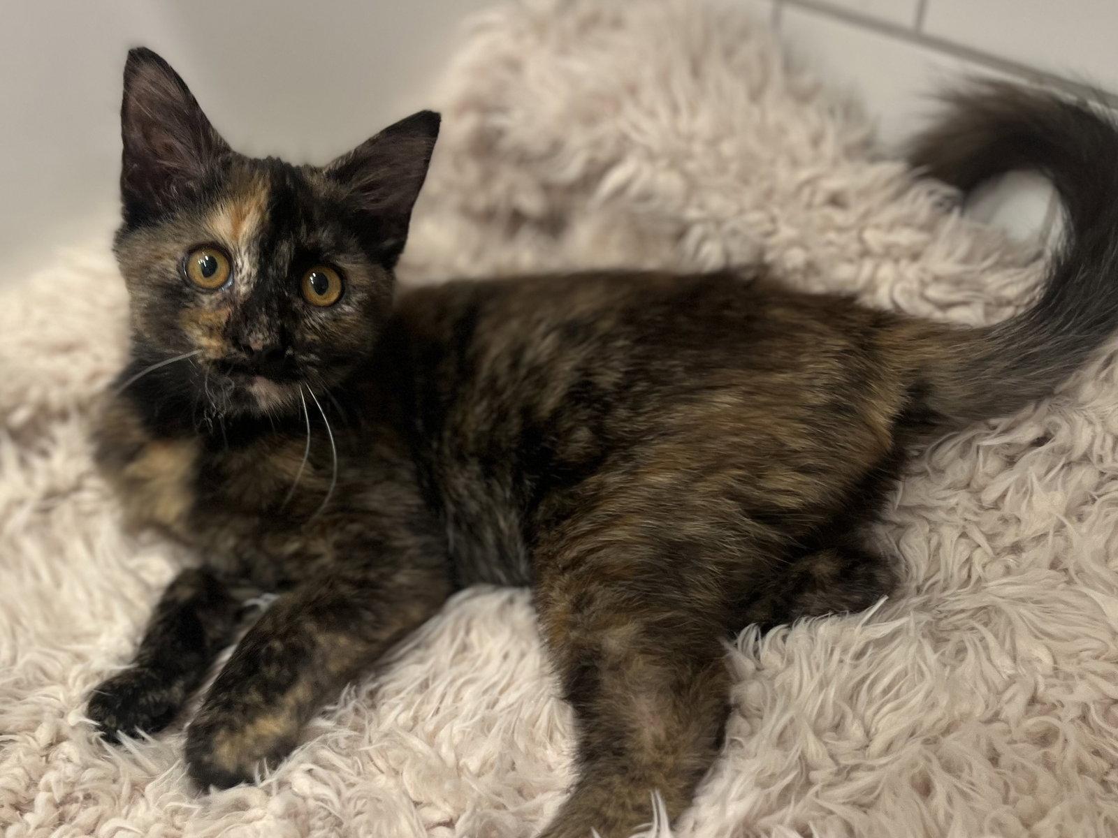 Enlarge Alice - SEE ME @ PETCO 10/3!, a Adoptable mixed breed in Cookeville, TN image 2/3