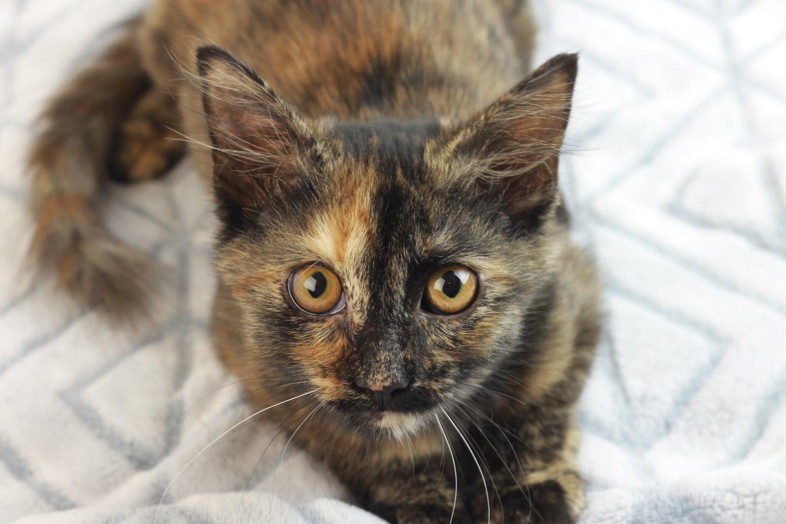 Enlarge Alice - SEE ME @ PETCO 10/3!, a Adoptable mixed breed in Cookeville, TN image 3/3