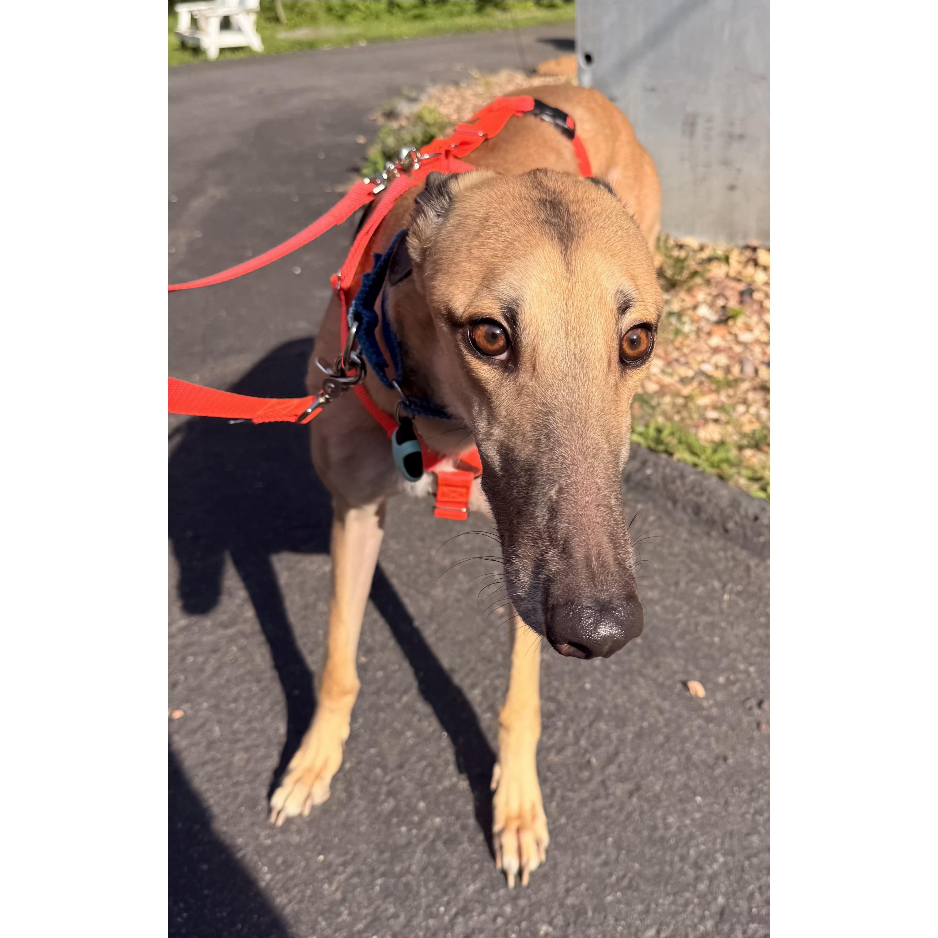 Dancin Icon (Icon), Adoptable, Adult Male Greyhound.