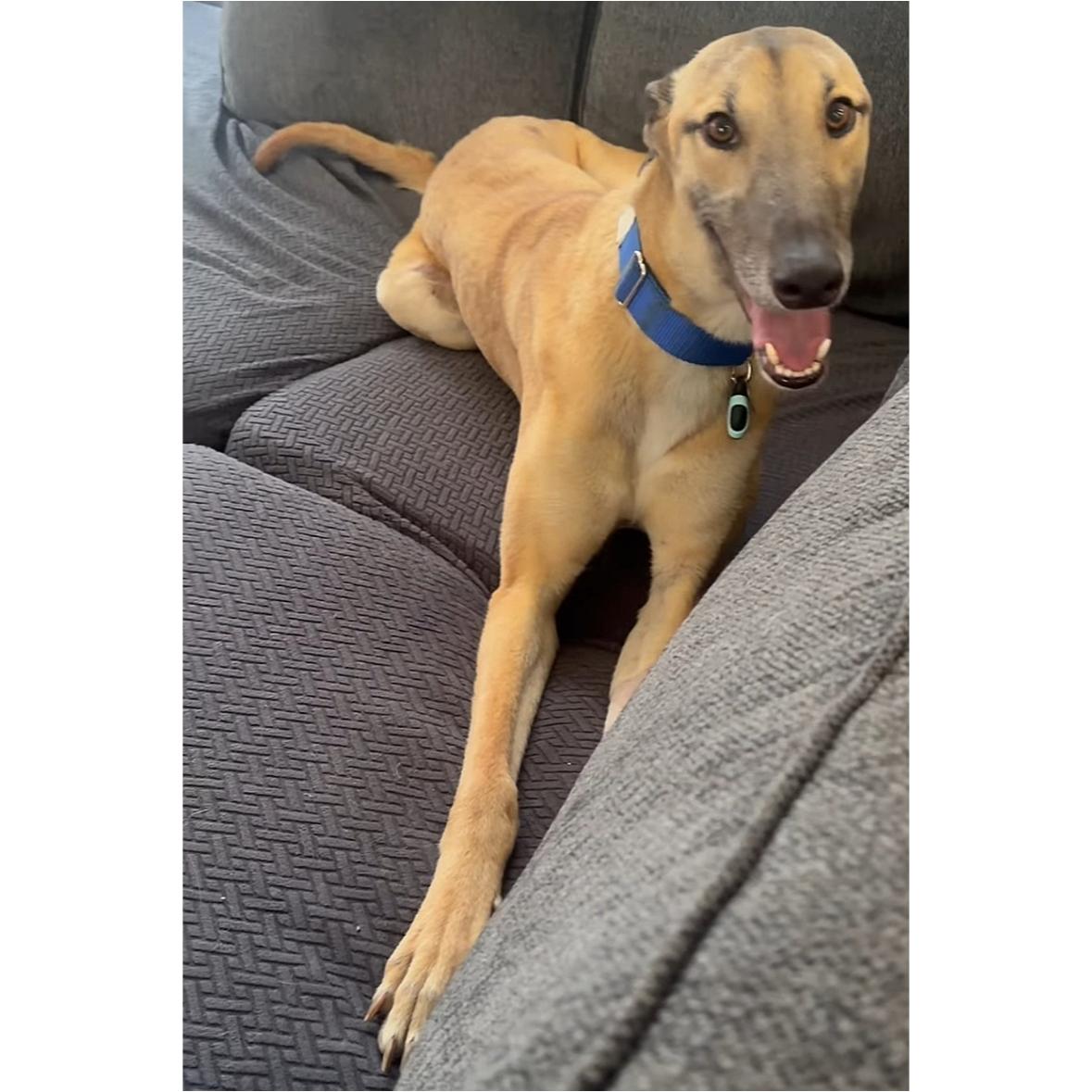 Dancin Icon (Icon), Adoptable, Adult Male Greyhound.
