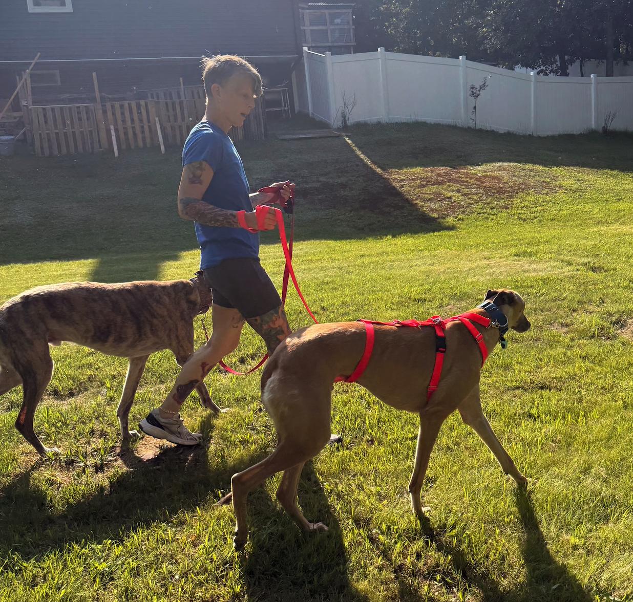 Dancin Icon (Icon), a Adoptable Greyhound in Tarpon Springs, FL image 2/6