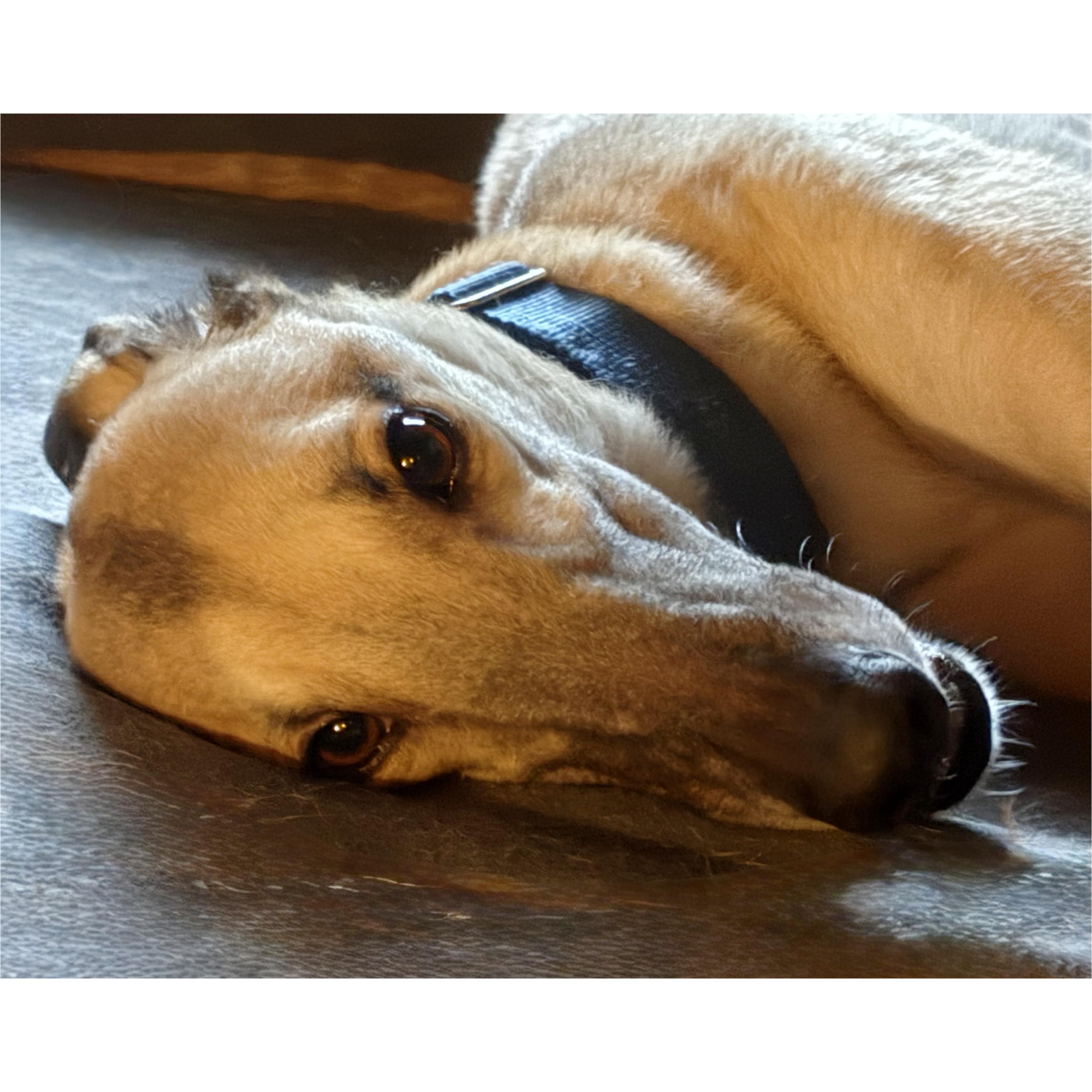 Dancin Icon (Icon), a Adoptable Greyhound in Tarpon Springs, FL image 3/6