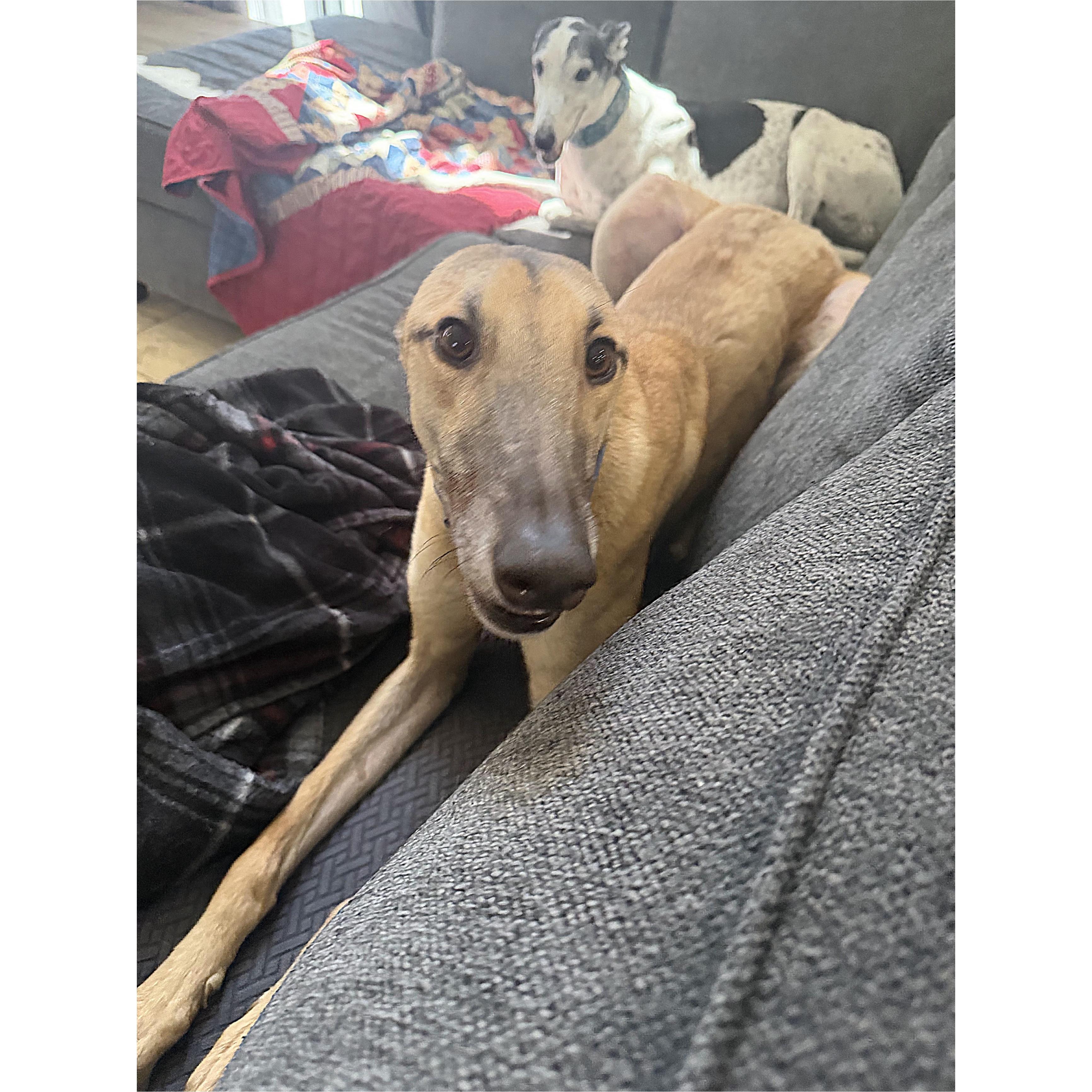 Dancin Icon (Icon), a Adoptable Greyhound in Tarpon Springs, FL image 3/6