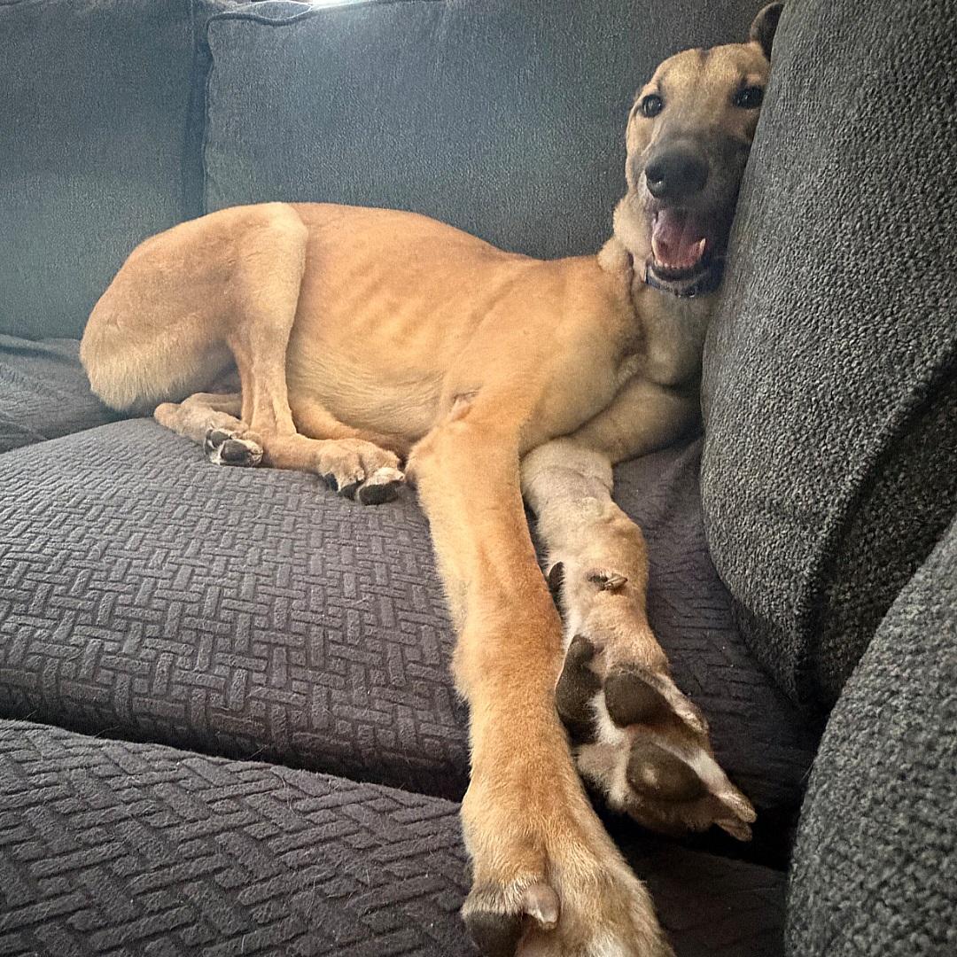 Enlarge Dancin Icon (Icon), a Adoptable Greyhound in Tarpon Springs, FL image 3/6