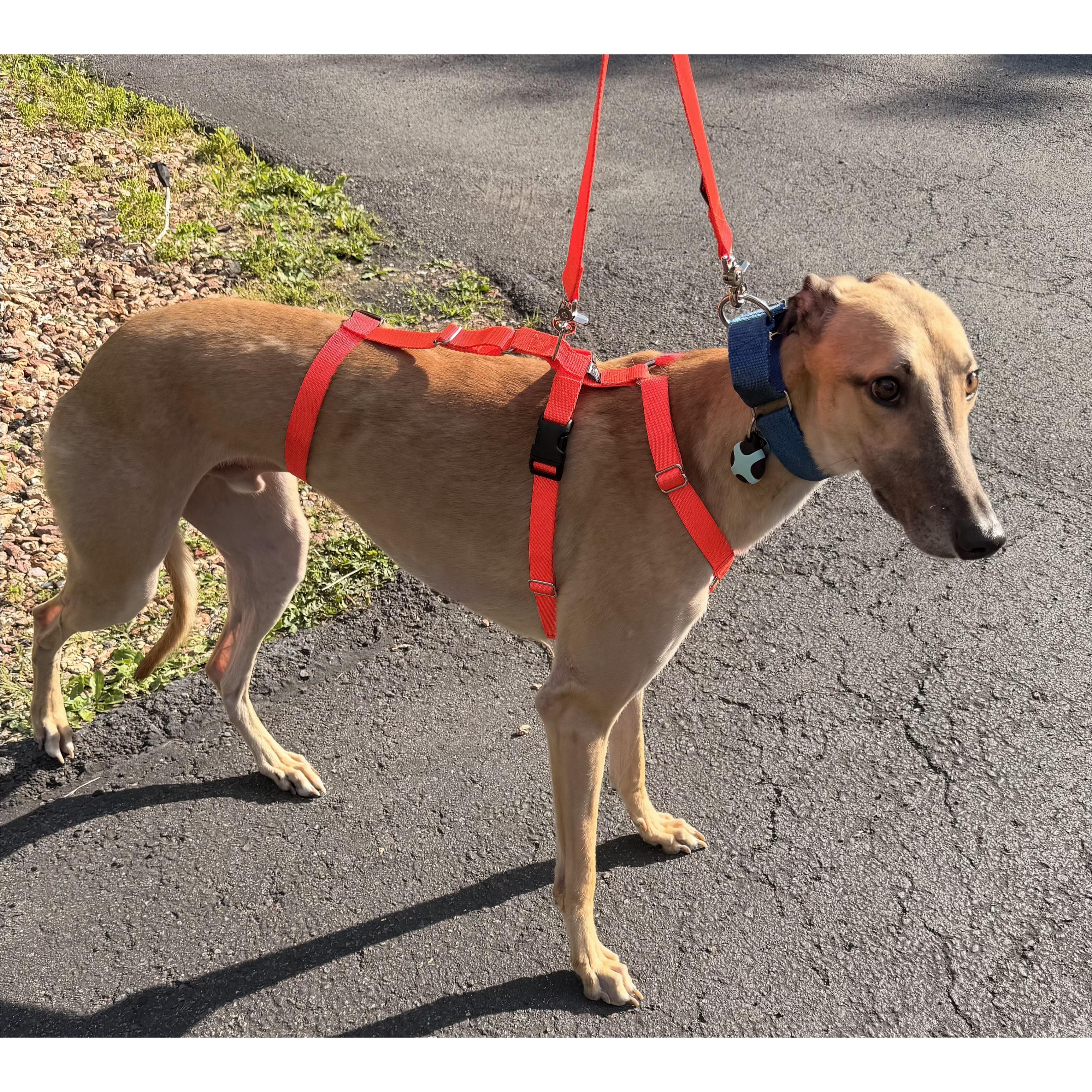 Dancin Icon (Icon), a Adoptable Greyhound in Tarpon Springs, FL image 5/6