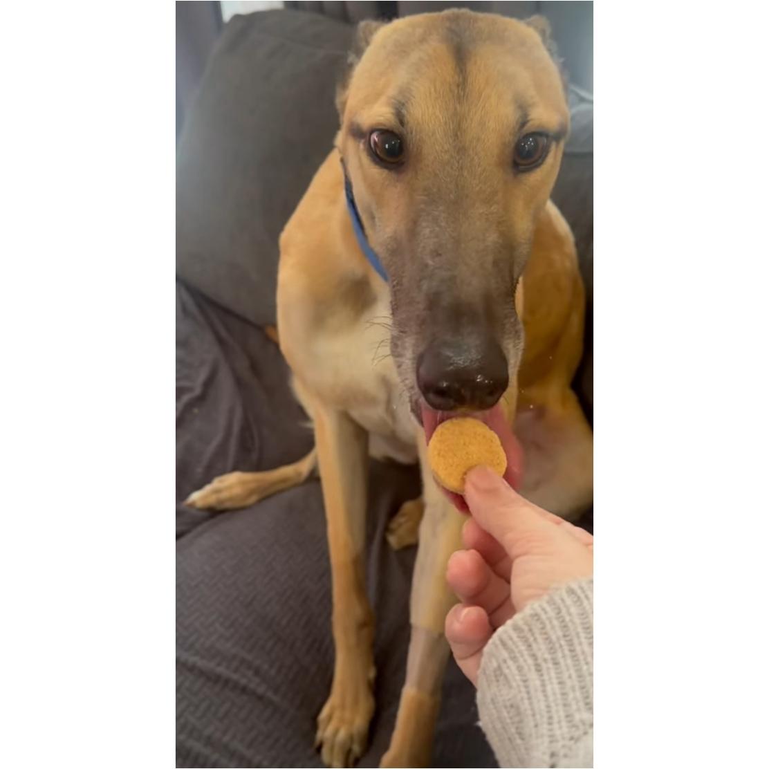 Enlarge Dancin Icon (Icon), a Adoptable Greyhound in Tarpon Springs, FL image 4/6