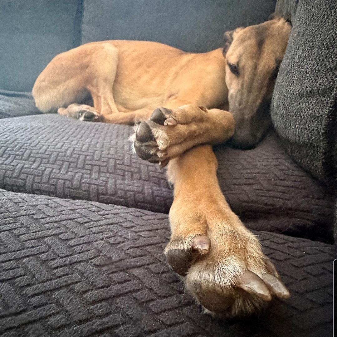 Enlarge Dancin Icon (Icon), a Adoptable Greyhound in Tarpon Springs, FL image 4/6