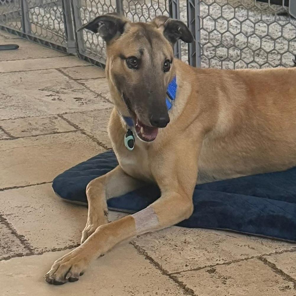 Enlarge Dancin Icon (Icon), a Adoptable Greyhound in Tarpon Springs, FL image 5/6