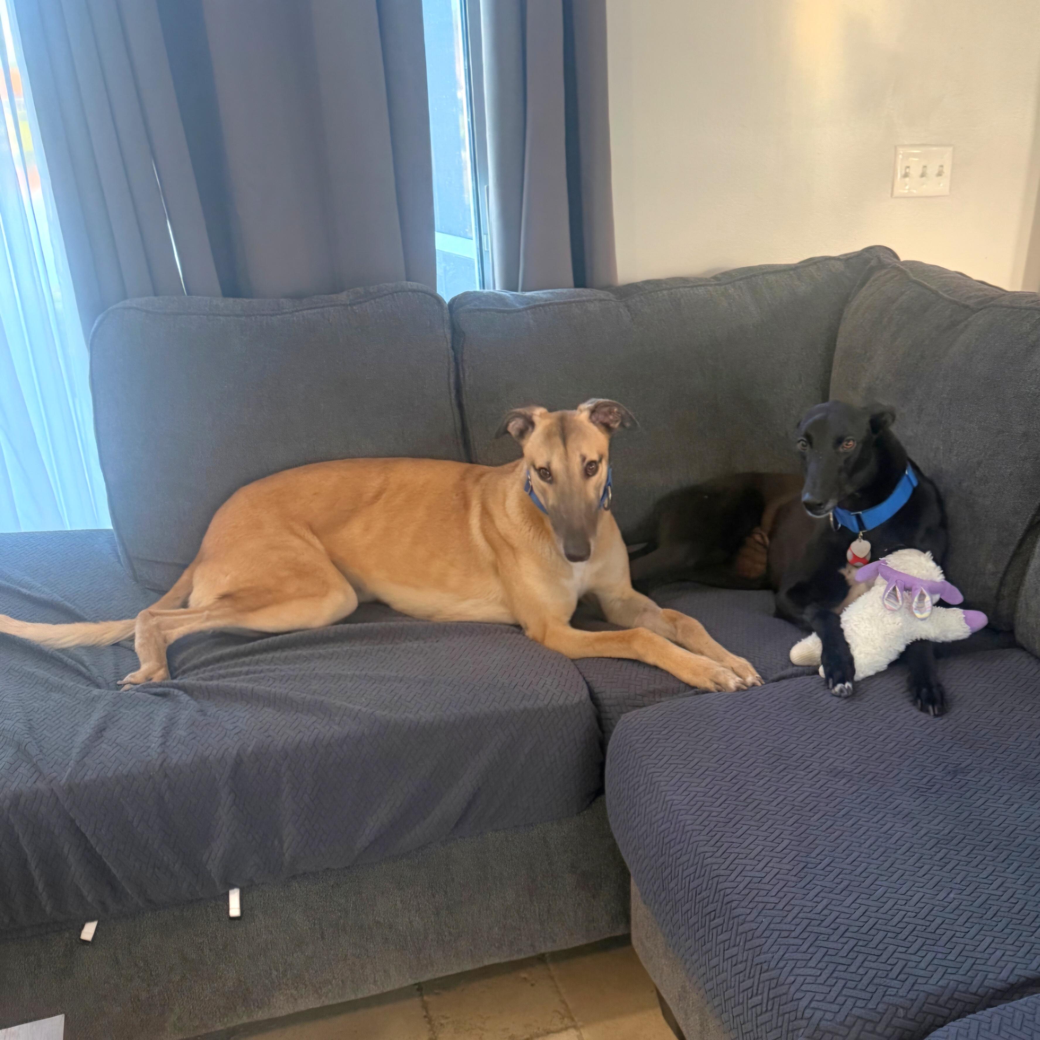 Enlarge Dancin Icon (Icon), a Adoptable Greyhound in Tarpon Springs, FL image 6/6