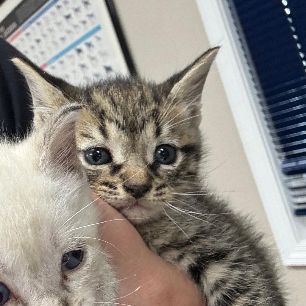Bean, Adoptable, Kitten Female Domestic Short Hair.