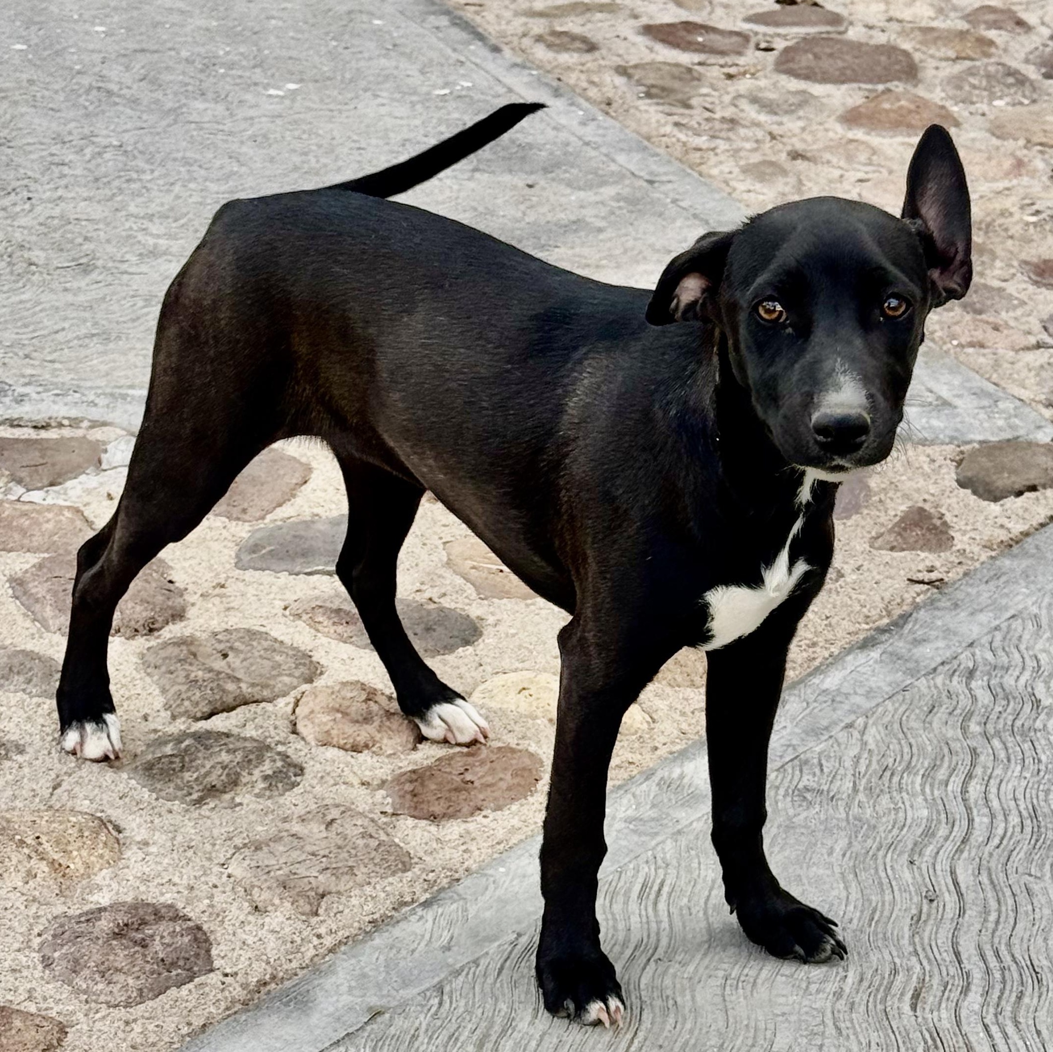 Zoe, a Adoptable mixed breed in Cincinnati, OH image 3/6