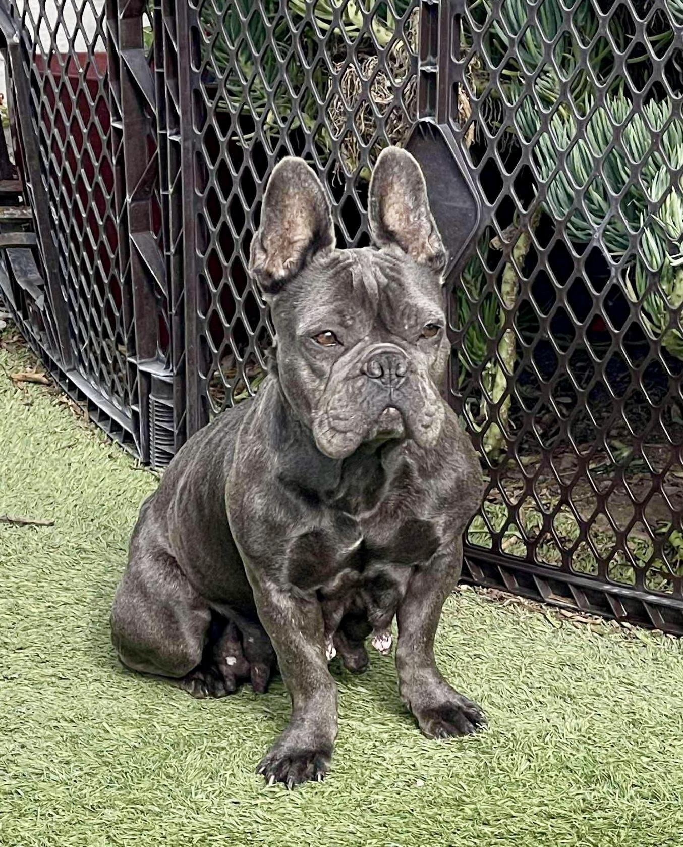 Enlarge Sunshine , a Adoptable French Bulldog in Tarzana, CA image 5/6