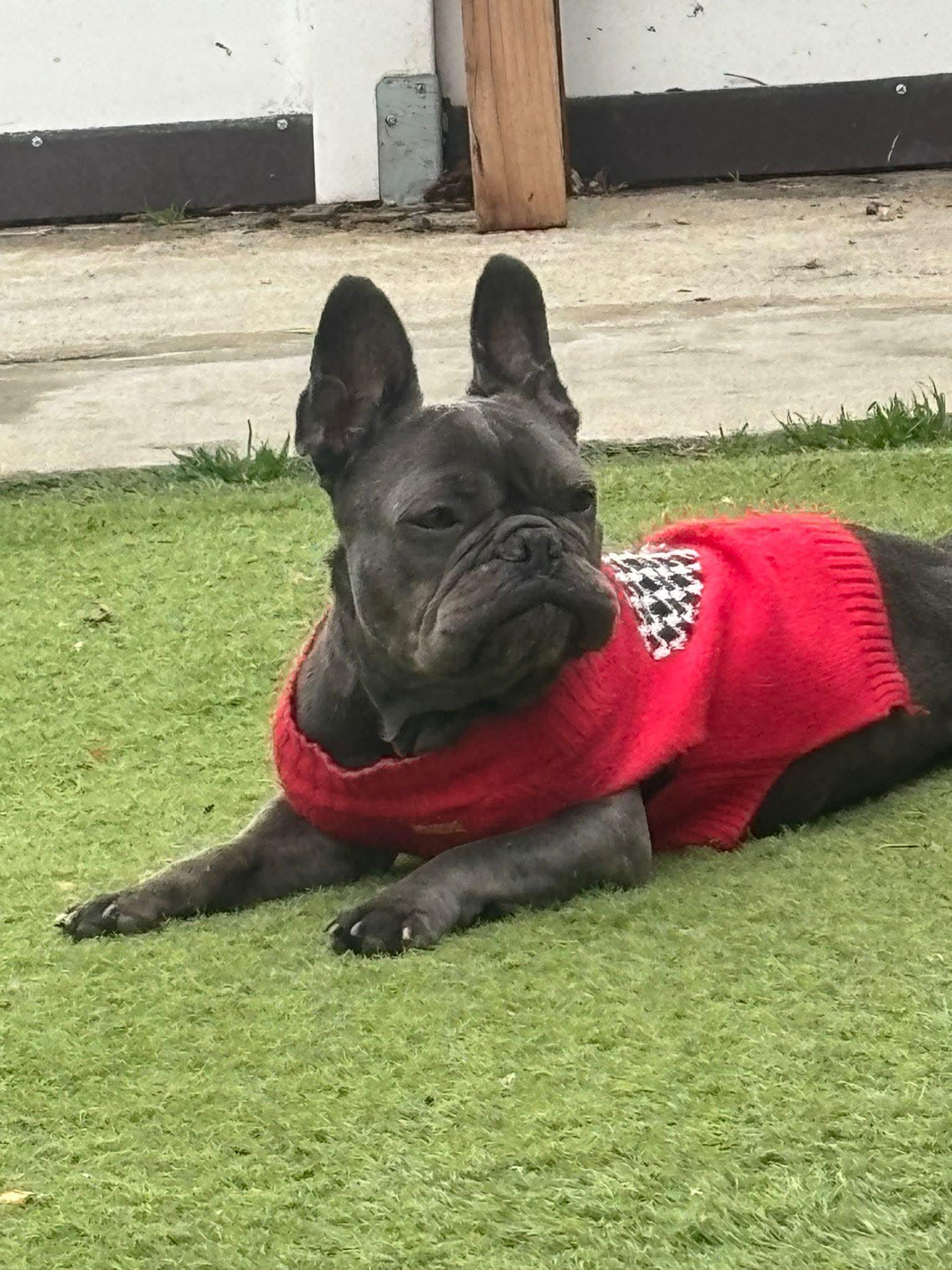 Sunshine , a hold French Bulldog in Tarzana, CA image 1/6