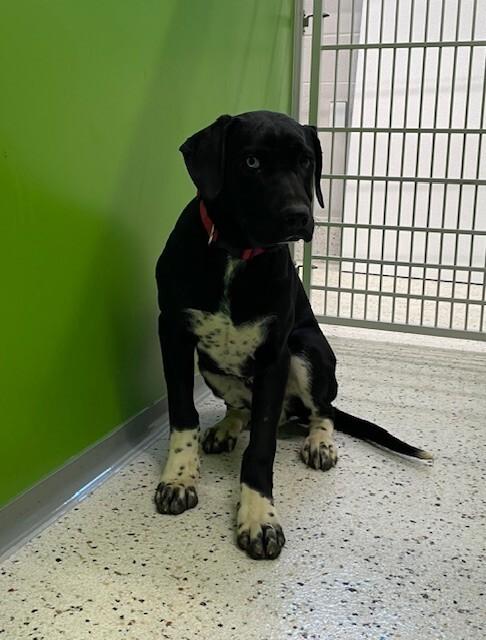 Mayor Felix, Adoptable, Adult Male Great Dane & Pointer.