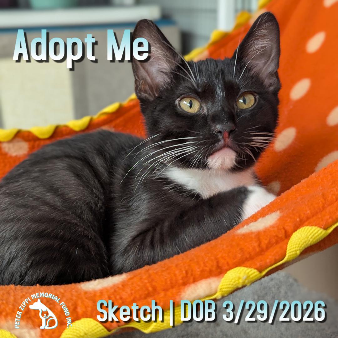 Sketch, adopted, Kitten Male Tuxedo & Domestic Short Hair.