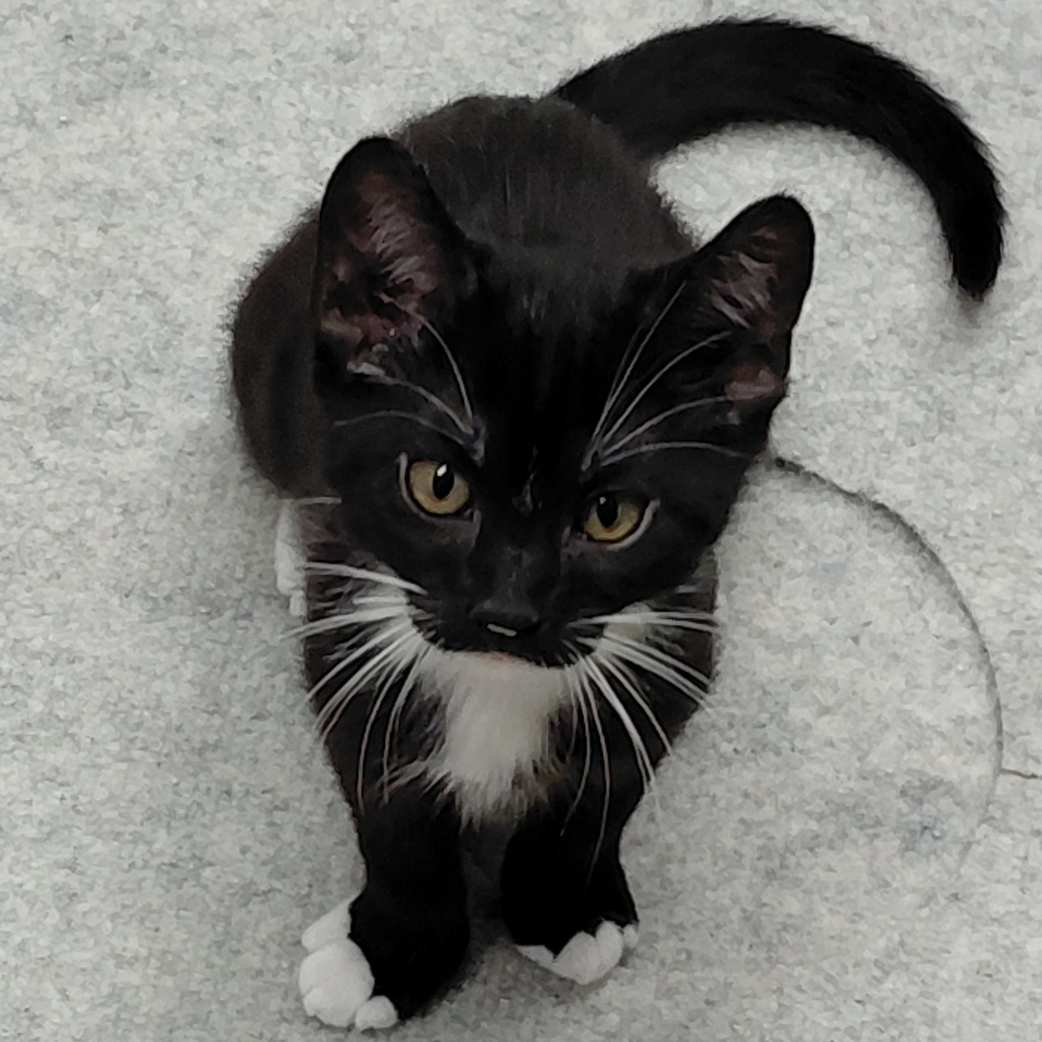 Sketch, an adopted mixed breed in Hermosa Beach, CA image 2/6