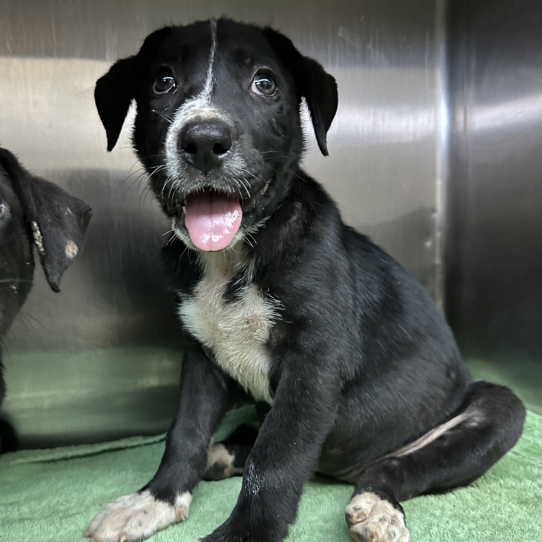 Powe, Adopted, Puppy Female Mixed Breed.