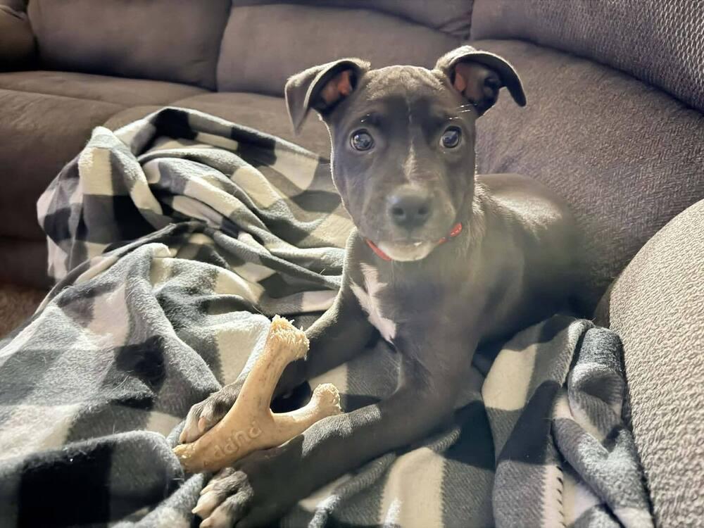 Flint, Adoptable, Puppy Male Mixed Breed.