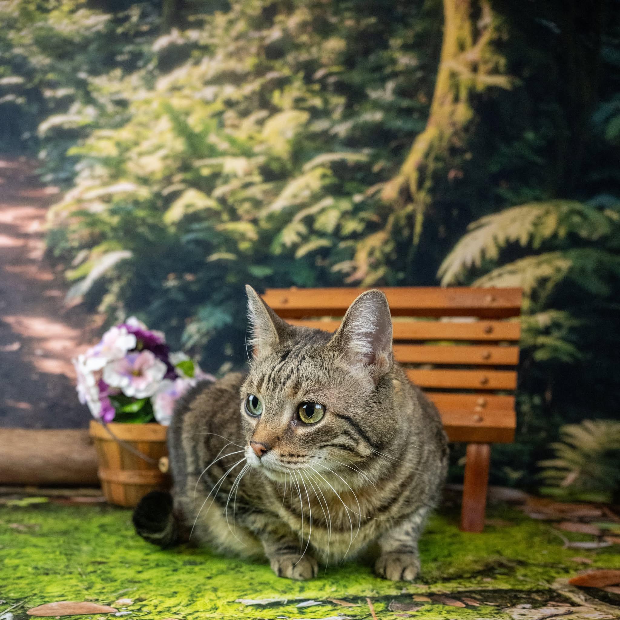 Enlarge Piper, an adoptable Domestic Short Hair in Lapeer, MI image 4/4