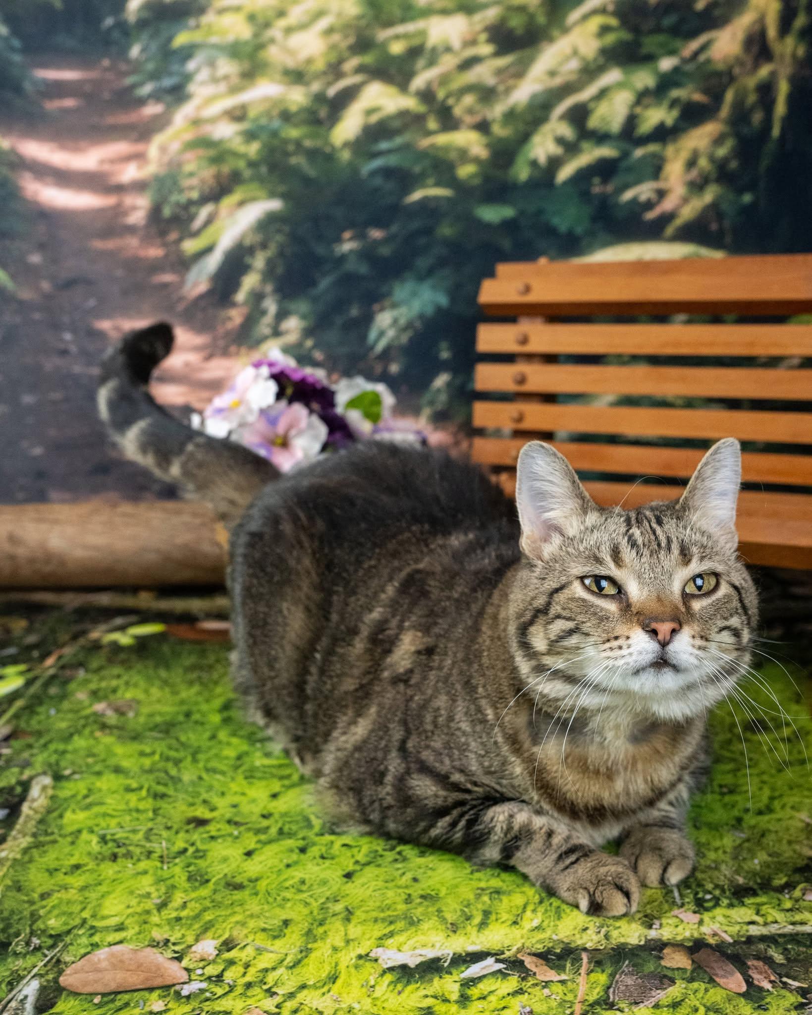 Enlarge Piper, an adoptable Domestic Short Hair in Lapeer, MI image 2/4