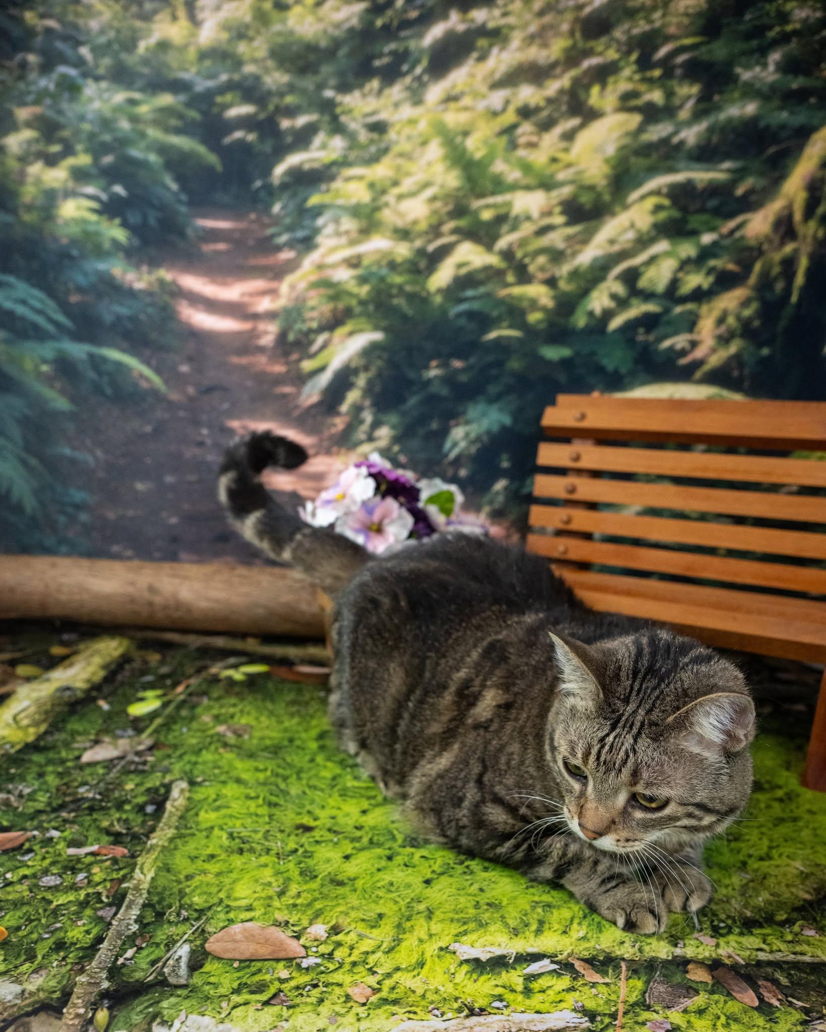 Enlarge Piper, an adoptable Domestic Short Hair in Lapeer, MI image 3/4