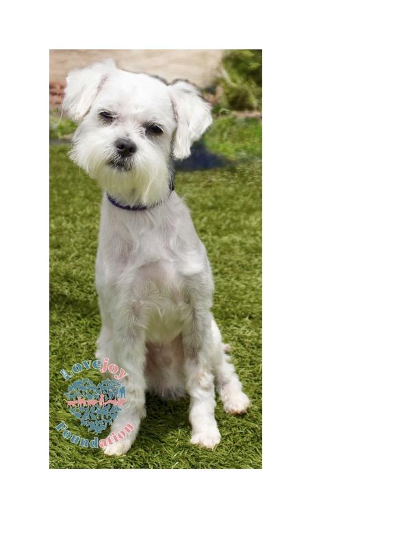 Cory COH is a 4 year old male Maltipoo who was found as a stray in the City of Hawthorne