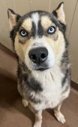 Jupiter, Adoptable, Adult Male Siberian Husky.