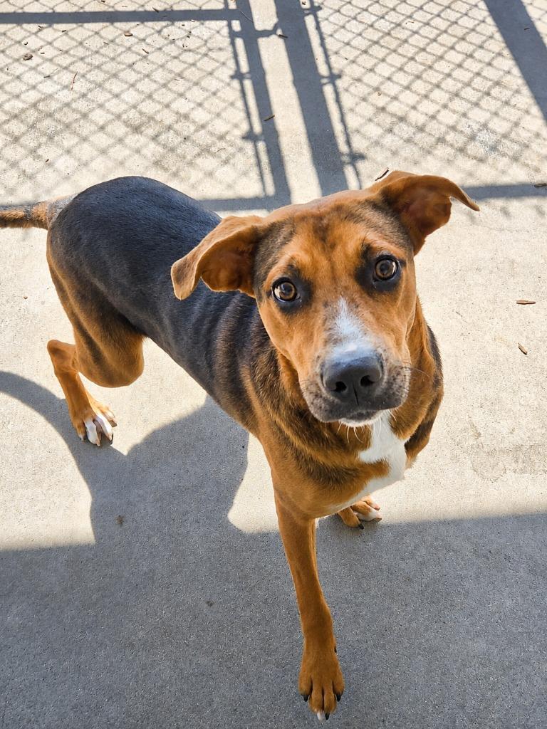 DEFINITELY KEVIN, Adoptable, Puppy Male Mixed Breed.