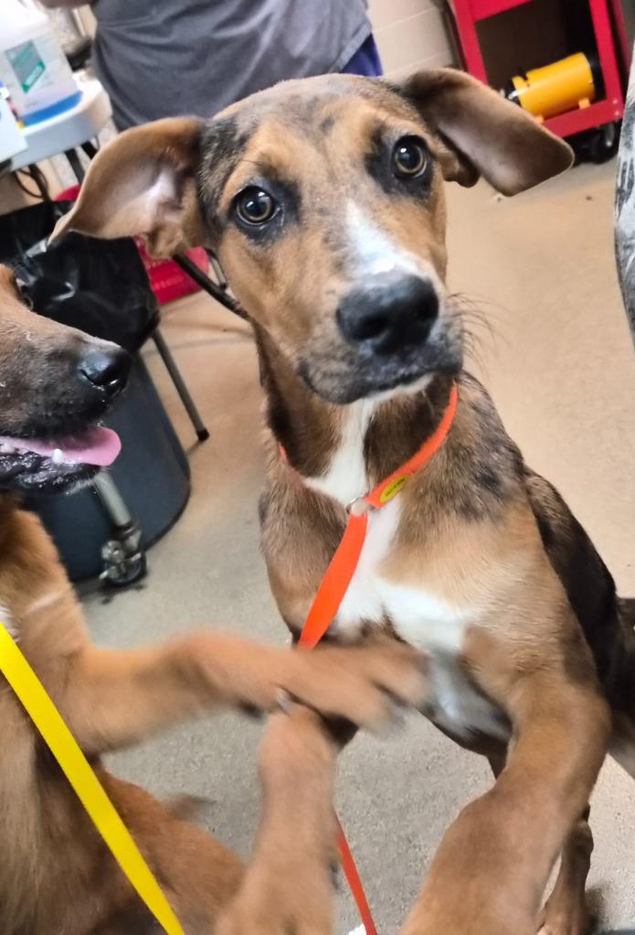 DEFINITELY KEVIN, a Adoptable mixed breed in Rome, GA image 2/2