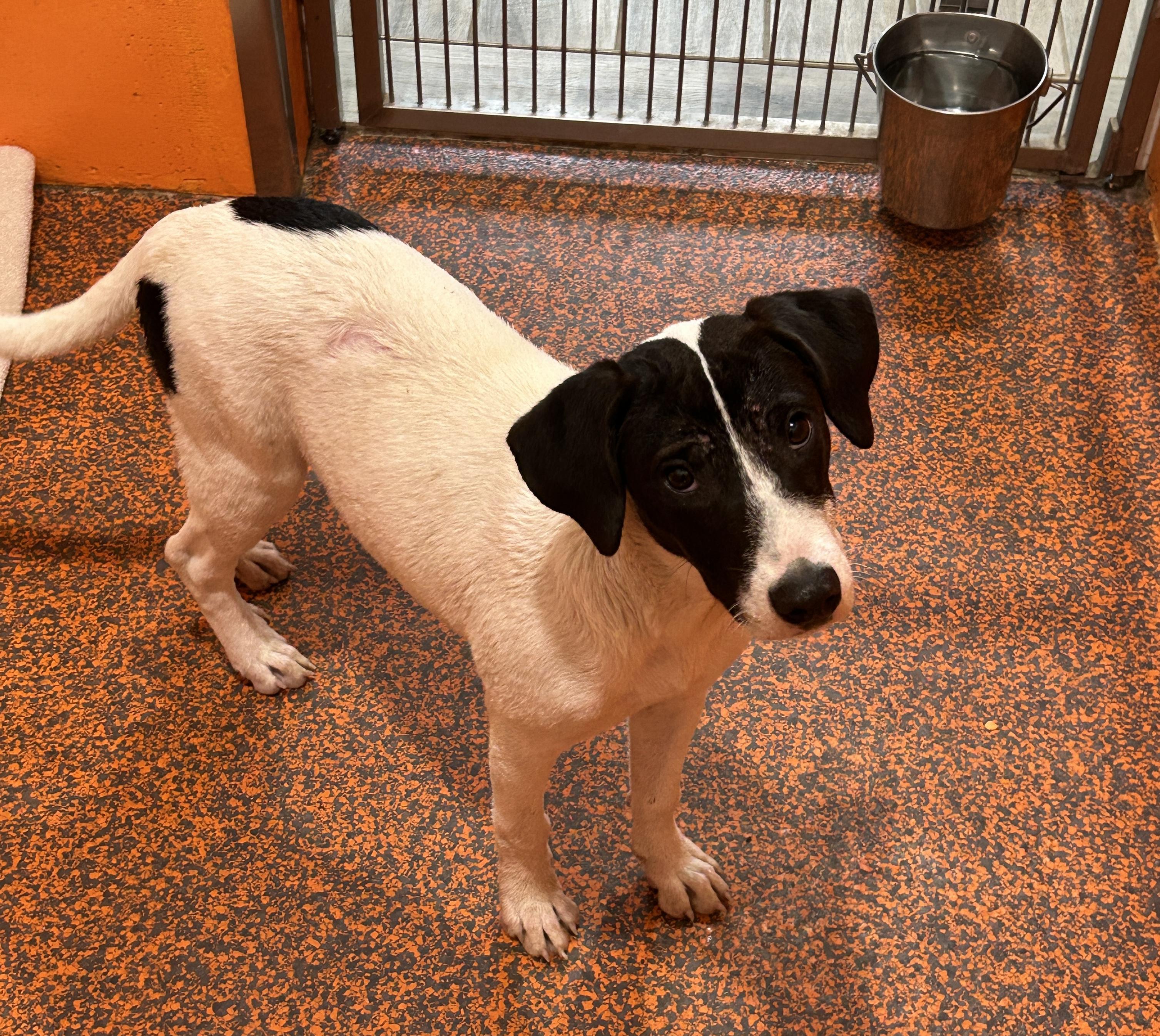 Inka — thumbnail 3