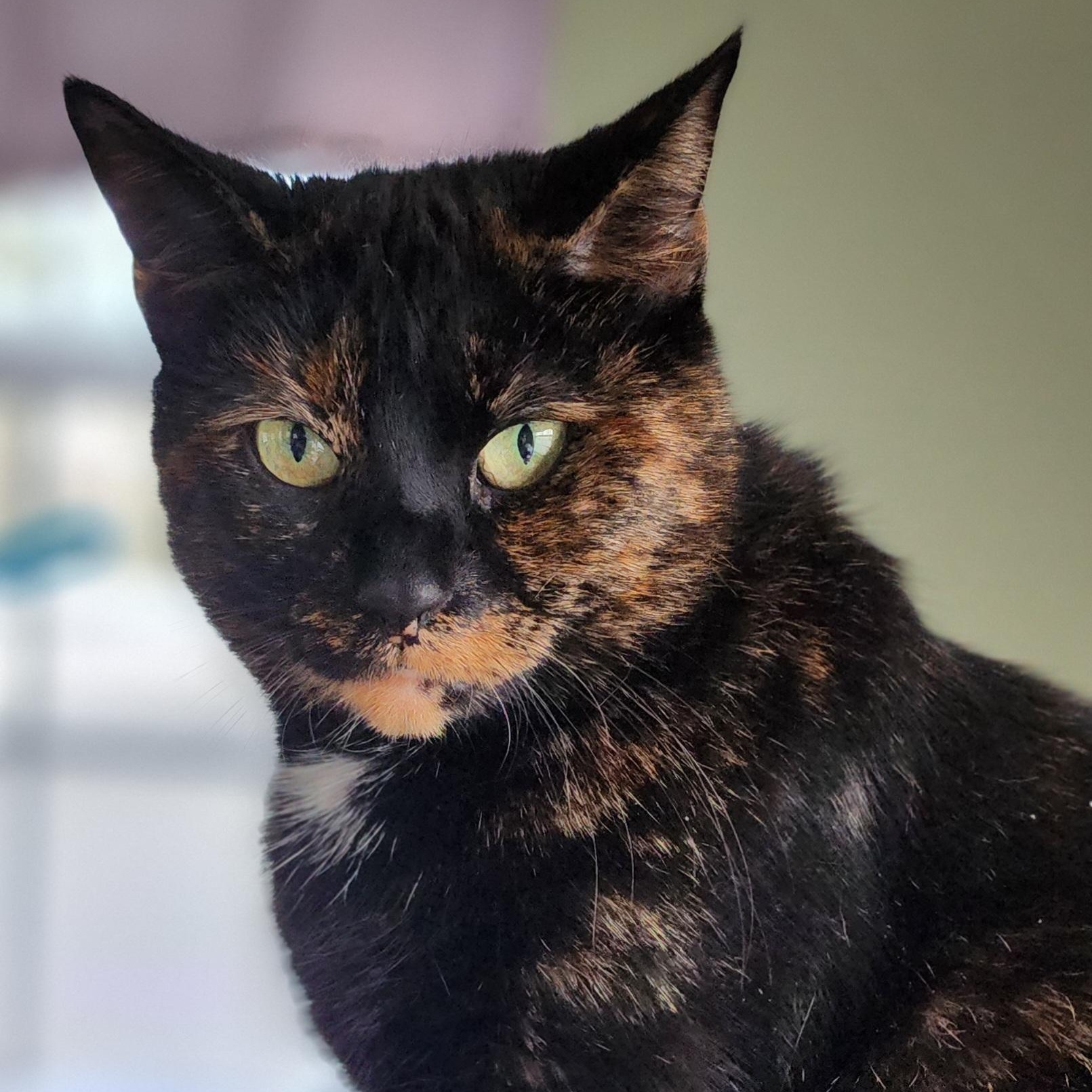 Intrigue, Adoptable, Adult Female Domestic Short Hair.