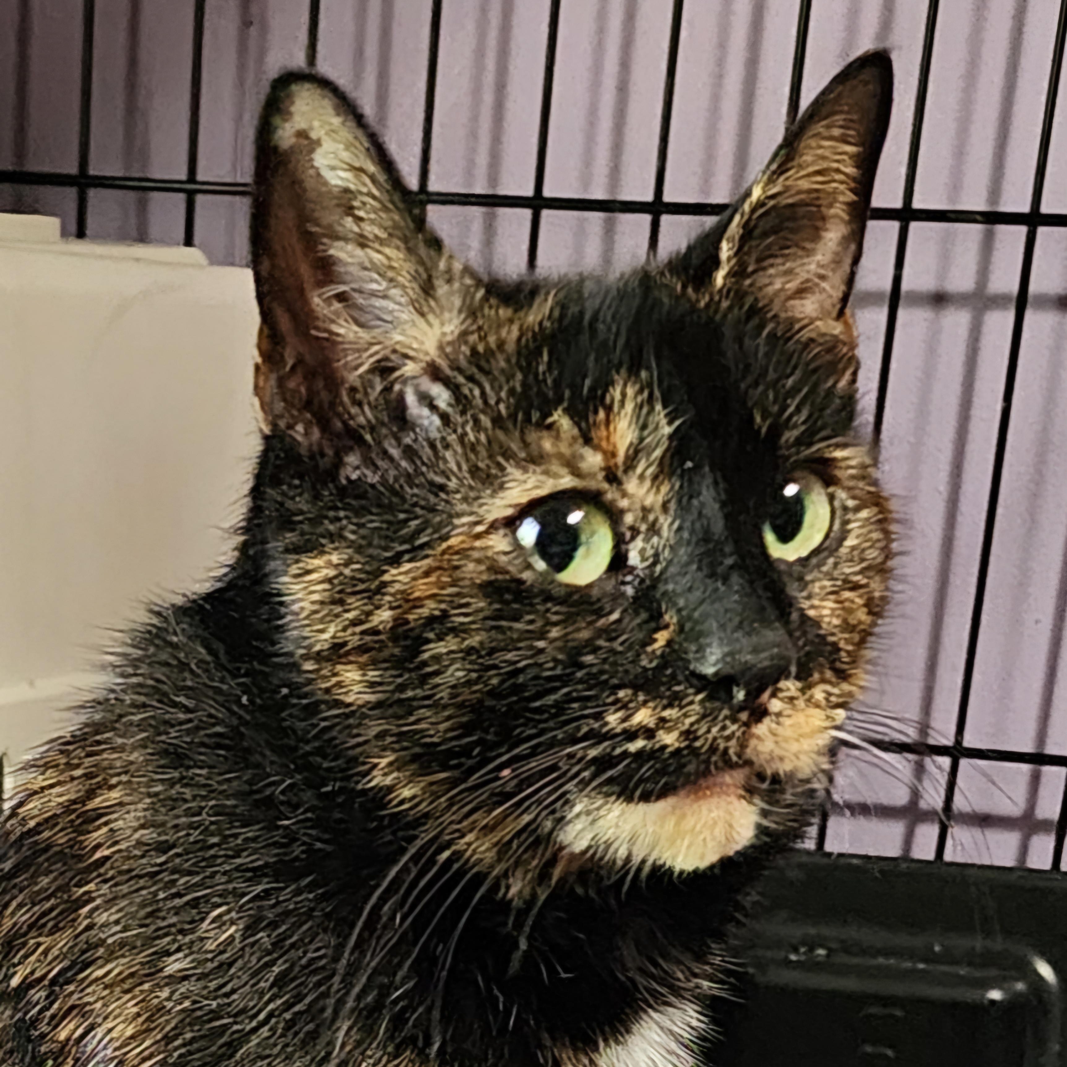 Enlarge Intrigue, a Adoptable Domestic Short Hair in Fair Haven, VT image 2/2